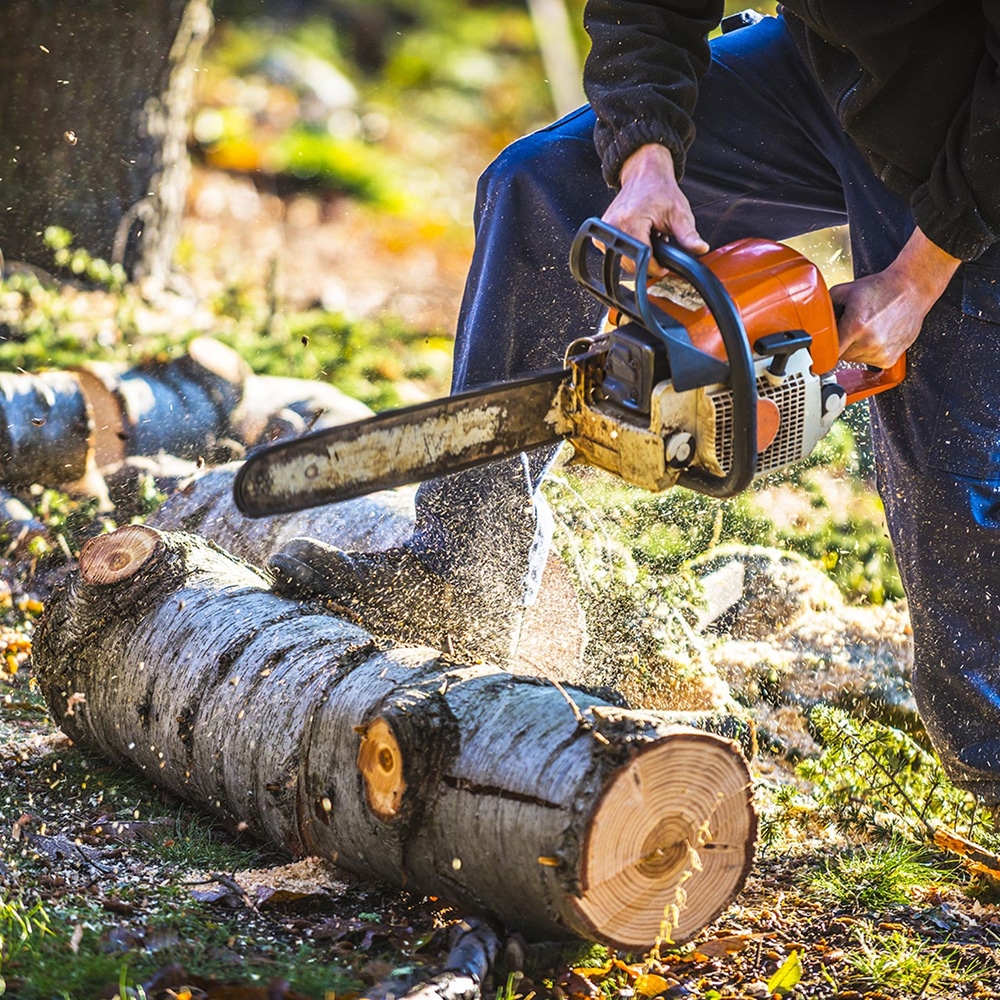 Homme coupant un tronc d'arbre au sol avec une tronçonneuse. La sciure vole. Scène de bûcheronnage en plein air, lumière naturelle.