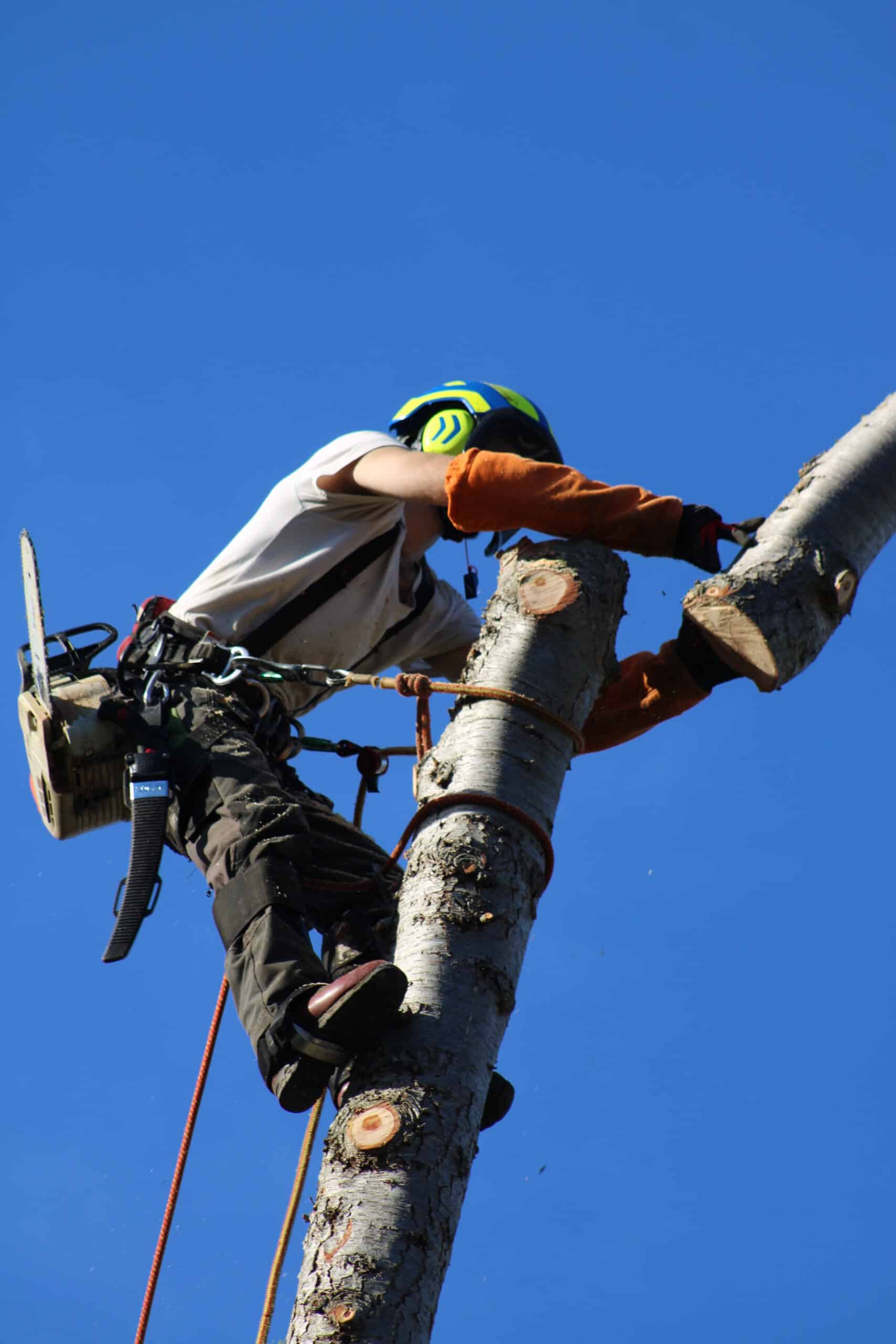 Arboriste en plein élagage, équipé d'un casque et d'une tronçonneuse, coupant une branche sous un ciel bleu clair.