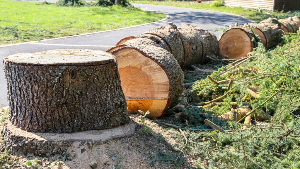 Arbre coupé : Tronc, souche et bûches de bois au sol Tronc d'arbre fraîchement coupé en sections, montrant la souche et les rondins de bois au sol avec branches, près d'une route.