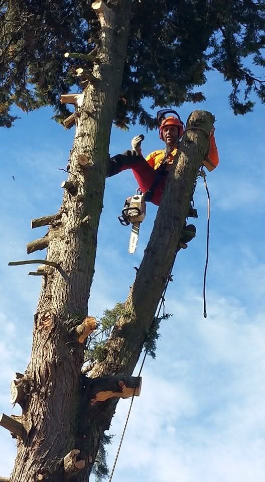 Arboriste grimpeur en équipement de sécurité avec tronçonneuse Stihl, taillant un grand tronc d'arbre fendu, contre un ciel bleu clair.