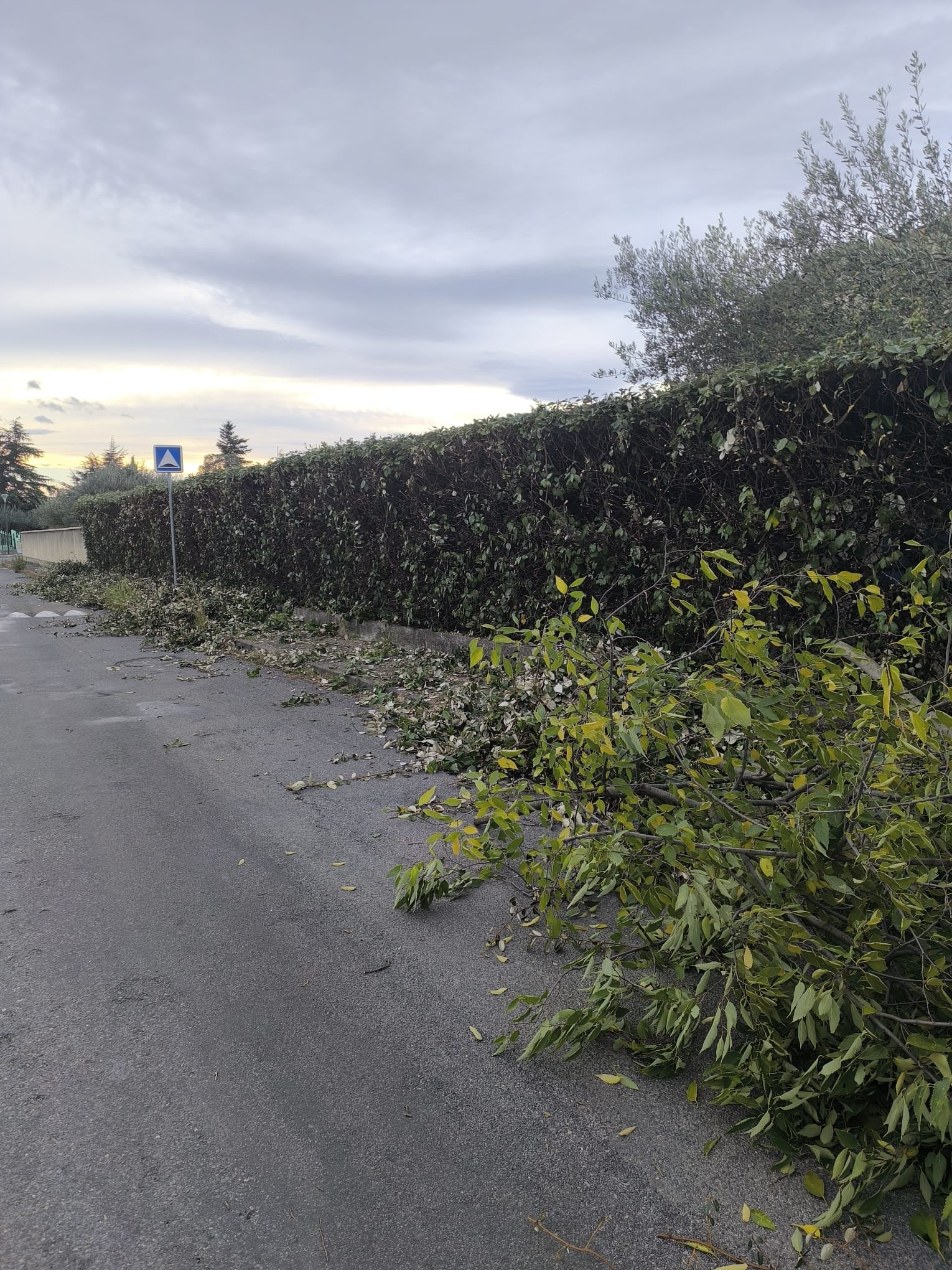 Gros tas de branches et feuilles coupées le long d'une haie dense et sombre bordant une route goudronnée grise sous un ciel nuageux. Un panneau routier bleu est visible.