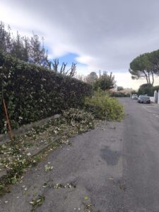 Taille de haie : branches et feuilles coupées jonchent le trottoir gris d'une rue résidentielle ; outil de jardinage orange visible.