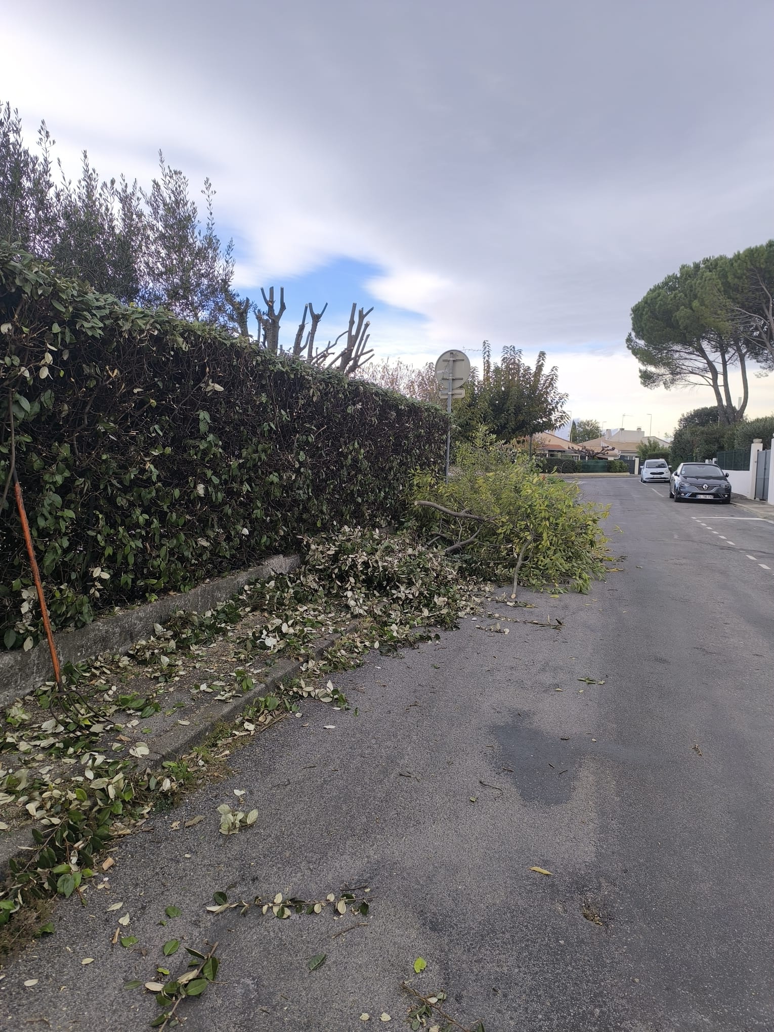 Taille de haie : branches et feuilles coupées jonchent le trottoir gris d'une rue résidentielle ; outil de jardinage orange visible.