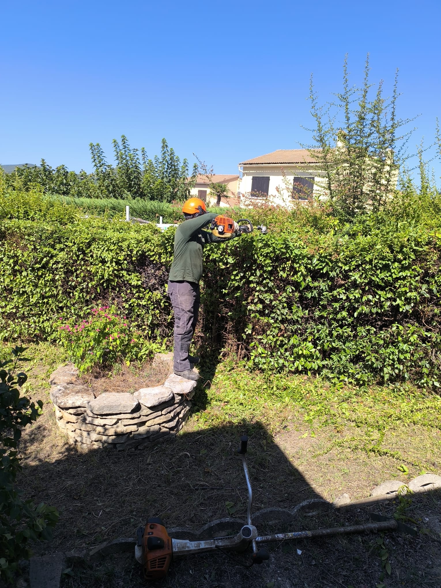 Ouvrier en casque orange STIHL élaguant une haute haie avec un taille-haie, debout sur un muret de pierre, débroussailleuse au sol.