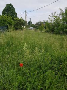 Champ d'herbes sauvages et de graminées en fleurs. Un coquelicot rouge solitaire domine. Poteau électrique et camionnette sous un ciel nuageux.