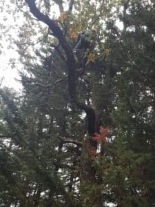 Arboriste élaguant un grand chêne. L'homme en casque orange travaille en hauteur près de lignes électriques sous un ciel couvert.