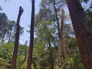 Deux arboristes professionnels grimpent et démontent de grands pins en forêt sous un ciel bleu. Sciure volante lors de la coupe à droite.