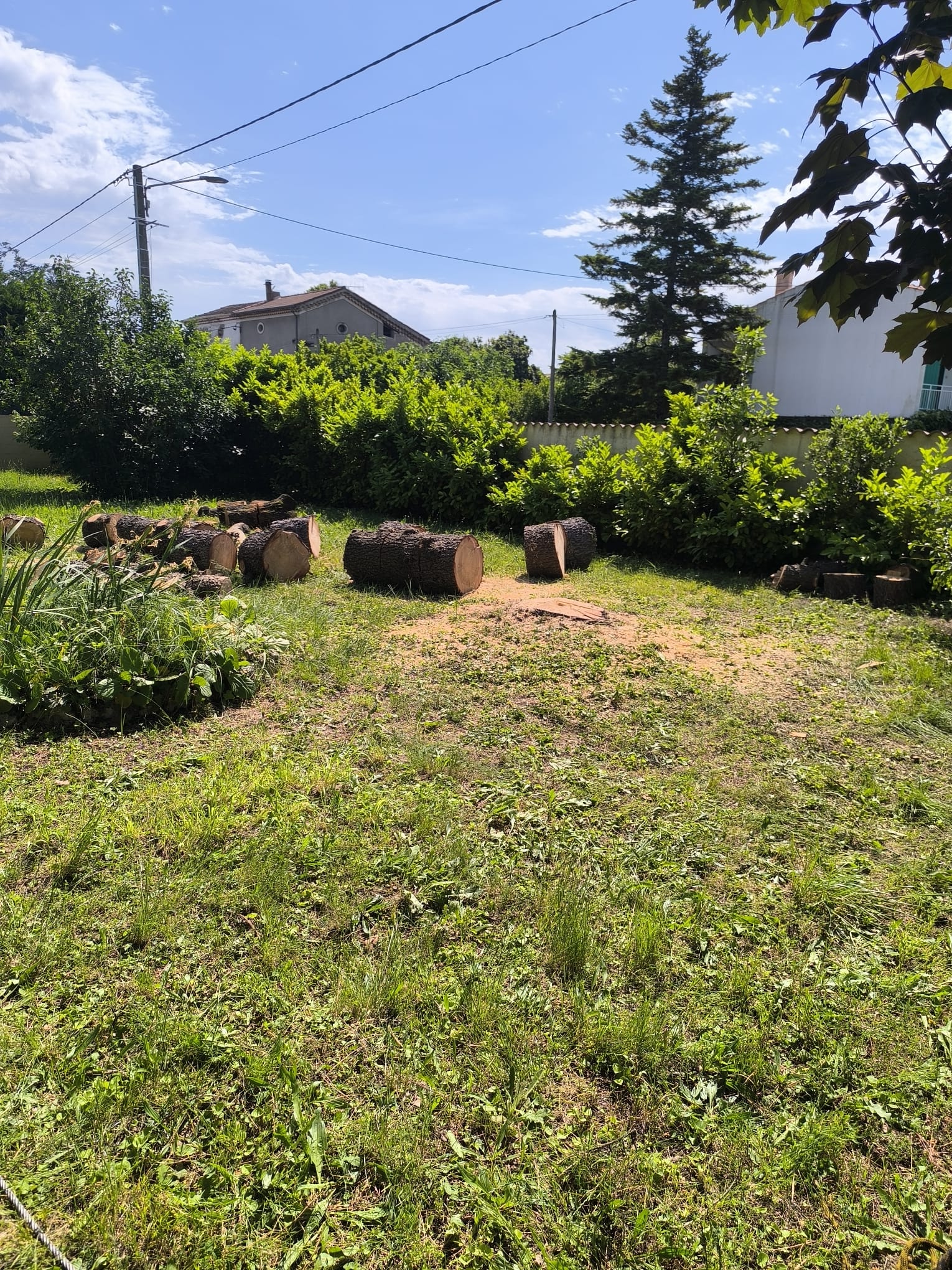 Bûches de bois coupées éparpillées sur l'herbe d'un jardin après l'abattage d'un arbre sous un ciel bleu.