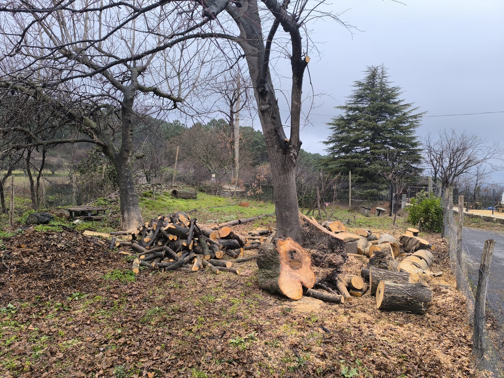 Bûches et bois coupé au pied de deux arbres dans un jardin en hiver sous un ciel gris couvert.