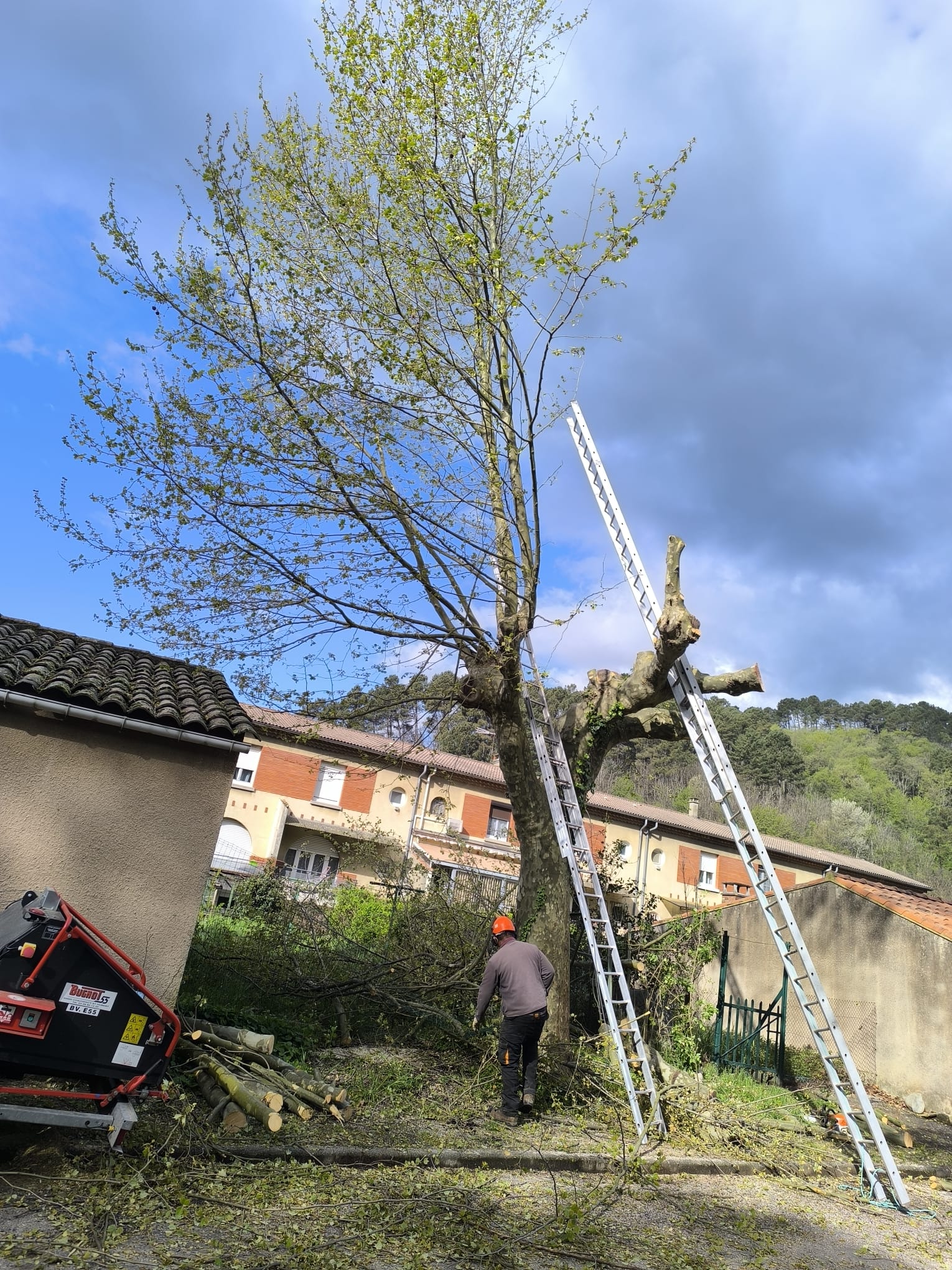 Élagueur utilisant des échelles pour tailler un grand arbre, avec un broyeur Bugnot et des branches au sol.