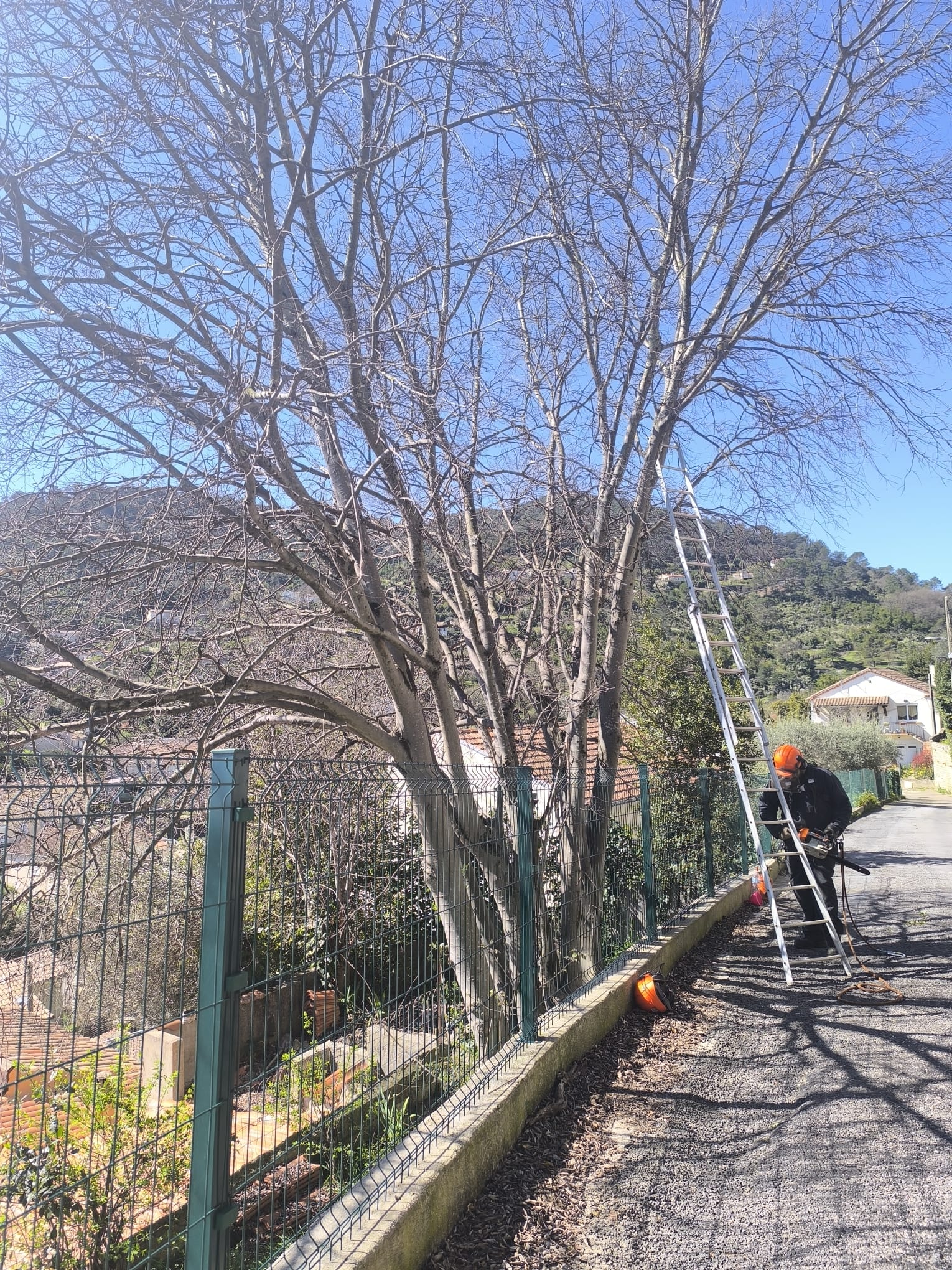 Élagueur avec casque et tronçonneuse utilisant une échelle pour tailler un grand arbre nu sous un ciel bleu.