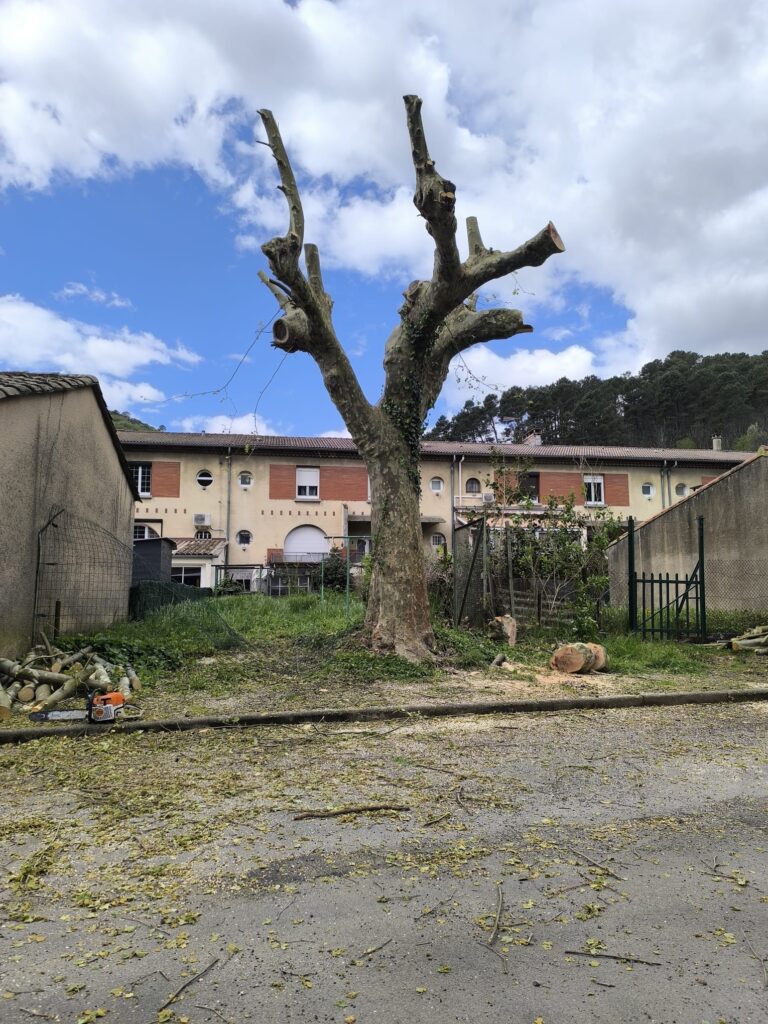Platane élagué sévèrement dans un jardin avec tronçonneuse au sol et débris de bois devant une résidence.
